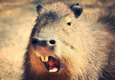 Laje: Homem é atacado por capivara às margens do Rio Jiquiriçá