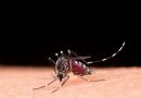 Casos de dengue já passam de 700 mil só neste começo de ano: veja dicas de como cuidar do seu jardim