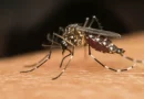 Sobe para 8 o número de mortes por dengue na Bahia