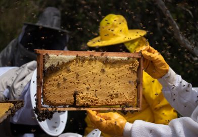 Inscrições para edital de fomento a apicultura e meliponicultura na Bahia são prorrogadas até 24 de maio