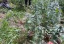 PM erradica plantação com 160 pés de maconha em Itacaré; assista PM erradica plantação com 160 pés de maconha em Itacaré; assista